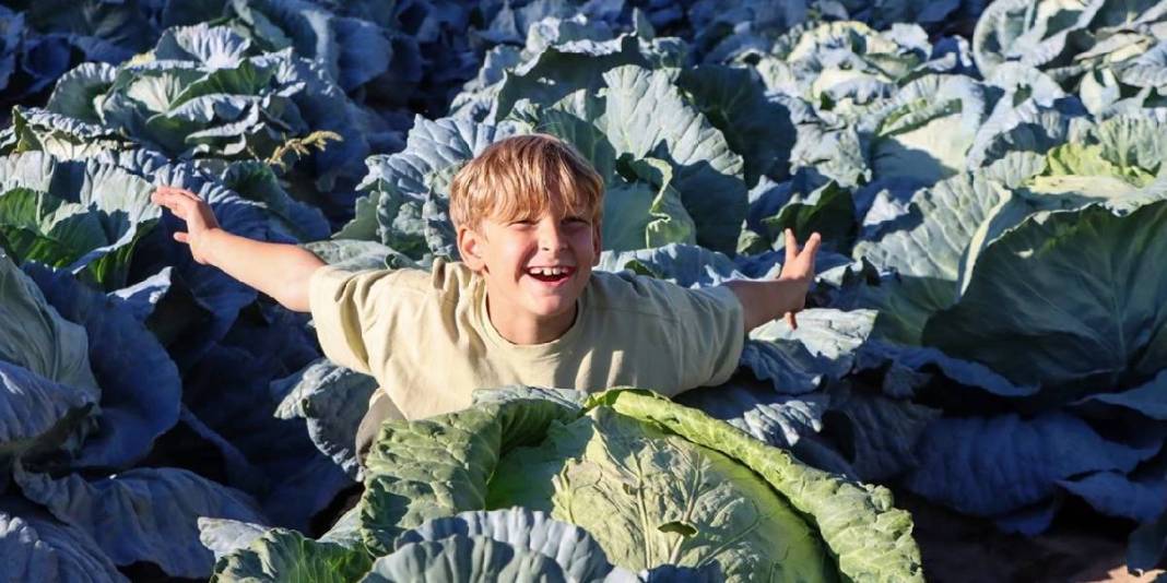 Ata tohumundan üretildi, rekor verim sağladı! Coğrafi işaretli üründe güldüren hasat: Tanesi 150 TL’den satılıyor 1